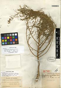 Herbarium sheet of 